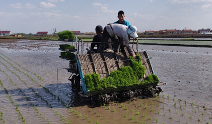 苏州b体育全力以赴农忙大考 插秧季火热进行时