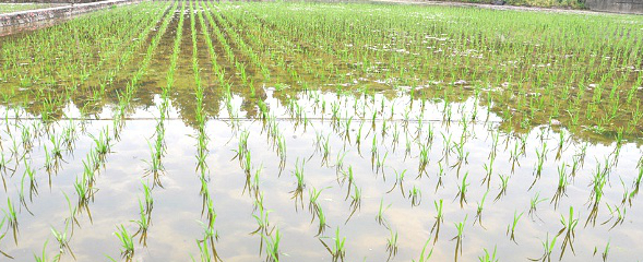 1587866323.jpg 秧田.jpg